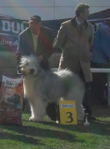 Romanian Shepherd Mioritic - In the show ring at CAC Brasov 2011