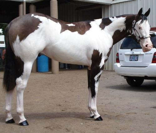 beautiful Paint - I am a big fan of Paints! They are the most colorful of all breeds of horses!