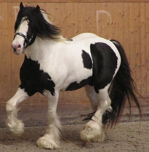 Gypsy Vanner - Gypsy Vanner's are sometimes pinto color,like this one. They are used for riding and for driving.
