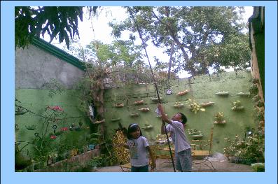 our backyard garden - where kids used long stick to get mangoes