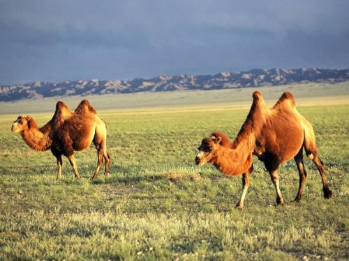 Camels - Two humped Camels. The are called Bactrian Camels and are endangered.
