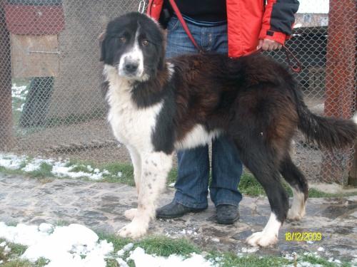 Romanian shepherd - A beautiful breed originated in Romania