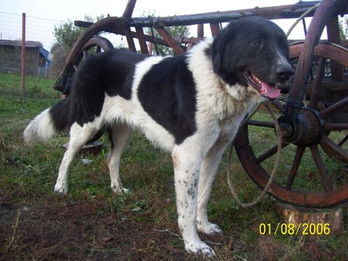 Romanian shepherd - A beautiful breed originated in Romania