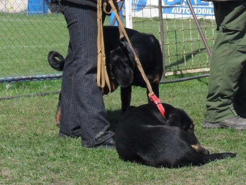 Transylvanian Hound - Waiting to enter the show ring at CAC Brasov 2011