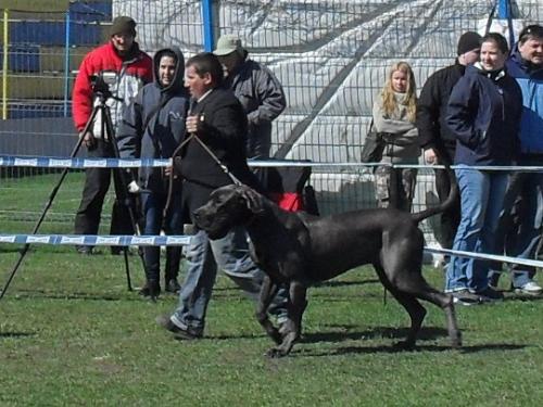 Deutche Kurzhaar - Waiting to enter the show ring at CAC Brasov 2011