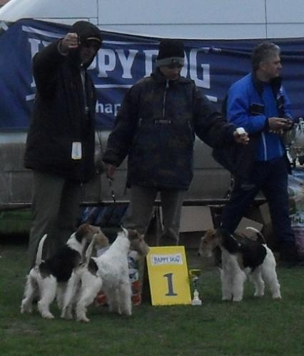 Fox Terriers - Waiting to enter the show ring at CAC Brasov 2011