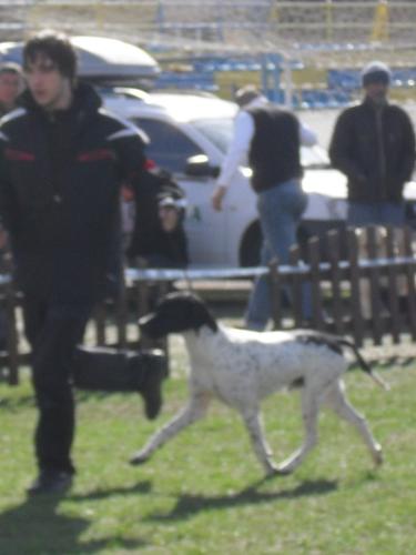 English Pointer - Waiting to enter the show ring at CAC Brasov 2011