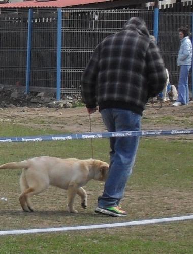Labrador puppy - Waiting to enter the show ring at CAC Brasov 2011