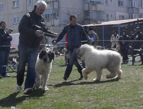 Romanian Shepherds - In the show ring at CAC Brasov 2011