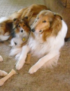 Sheltie and Collie - The one from the left is a Sheltie and the one from the right is a Collie. They are both adult dogs, though ones could believe they are mother and daughter LOL