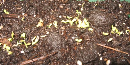 Lettuce - seedlings popped up today,5-11-2011
