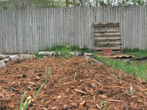 Garden Bed - Mulch laid as a water retainer and weed protection.