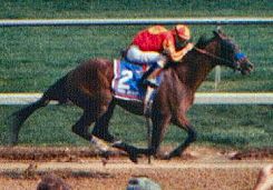 Real Quiet - Real Quiet won the 1998 Kentucky Derby and Preakness stakes.