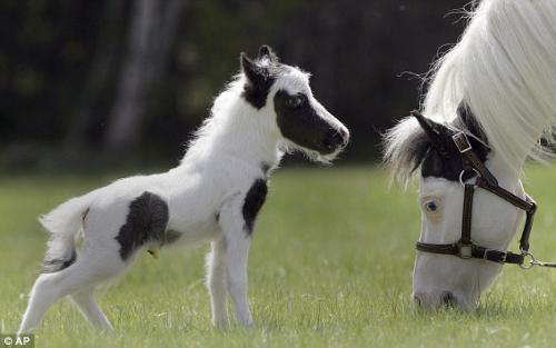 Einstein - Einstein is a miniture horse and the smallest horse in the world! He weighted only 8 pounds at birth!