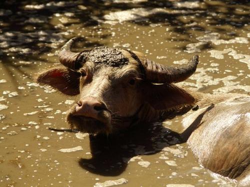 Water Buffalo - A water Buffalo wallowing in the mud.