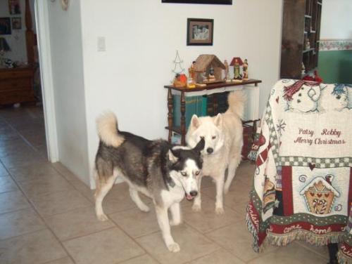 Jake and Koti - these are my mother in law's huskies