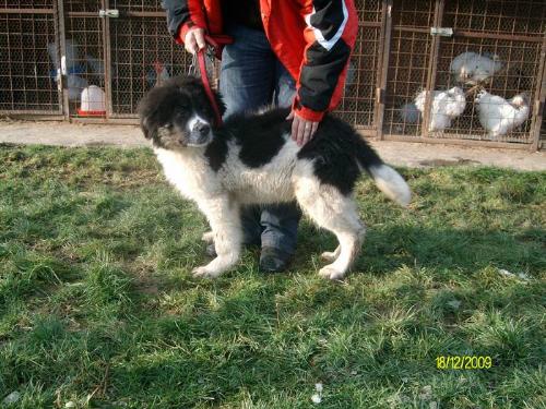 Romanian shepherd - This is a breed originated in Romania