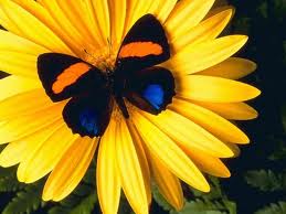 yellow flower - it is a yellow flower with a butterfly