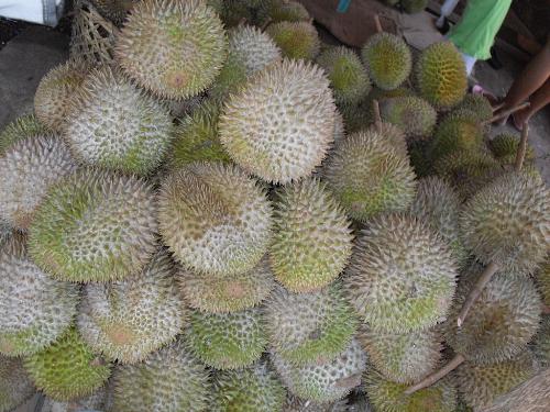 Durian World - The Durian, most commonly found in Davao City, Philippines is said to have the smell like hell, but tastes like heaven.