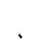 Bug! - Bugger!