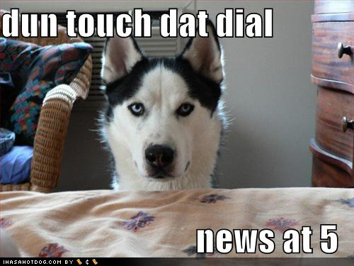 Funny Dog Image - A funny news report parody image.