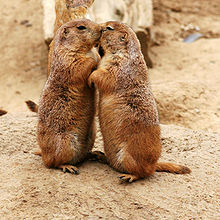 Prairie Dogs - They look like they are kissing!