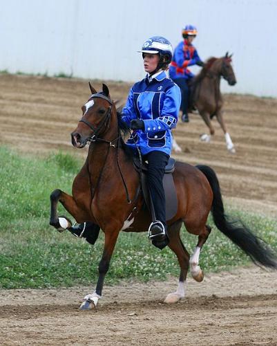 Hackney Pony - Hackney Pony under saddle. Never seen a Hackney under saddle before!
