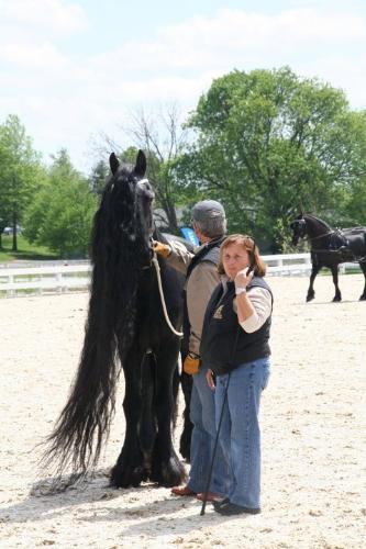Arturo - He is a Friesian gelding with an unbelievible long tail and mane!