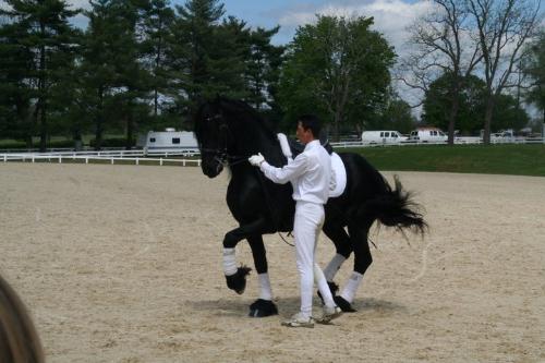 In hand - This Fresian is doing dressage without his rider. He is getting commands from the person holding him.