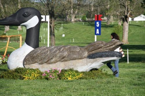 That is a big goose! - This Canadian goose is really a jump at a cross country event!