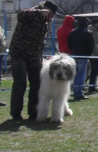 Romanian Shepherd Mioritic - Waiting to enter the show ring at CAC Brasov 2011