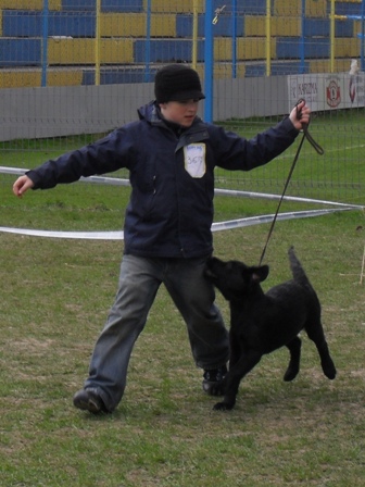 Labrador puppy - In the show ring at CAC Brasov 2011