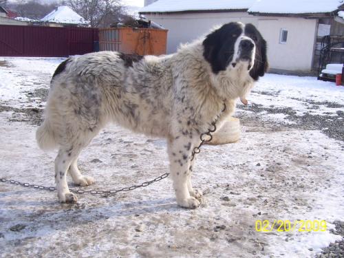 Romanian shepherd - A beautiful and strong dog originated in Romania