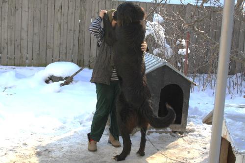 Romanian shepherd Corb - A beautiful and strong dog originated in Romania
