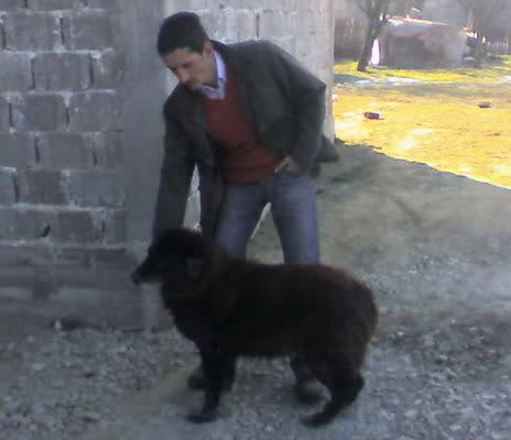 Romanian shepherd Corb - A beautiful and strong dog originated in Romania
