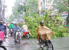 Heavy rain, broken trees - Trees were broken because heavy rain