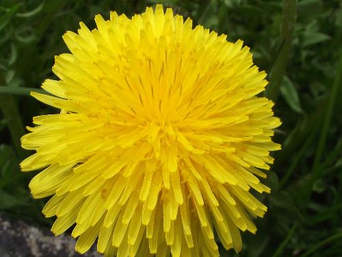 dandelions - pretty dandelions