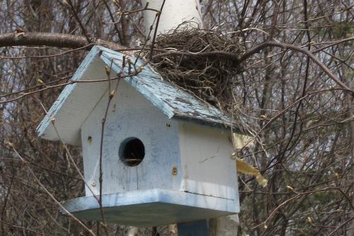 nest on a bird house - odd occurance