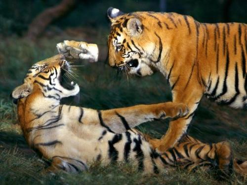 Tigers Playing - It looks they are not playing but they are really play fighting!