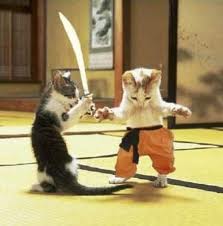 MEoorrrrr! MEOORRR!!!! groalll!!!!! HAiii!! - the mylot cat fight showdown!