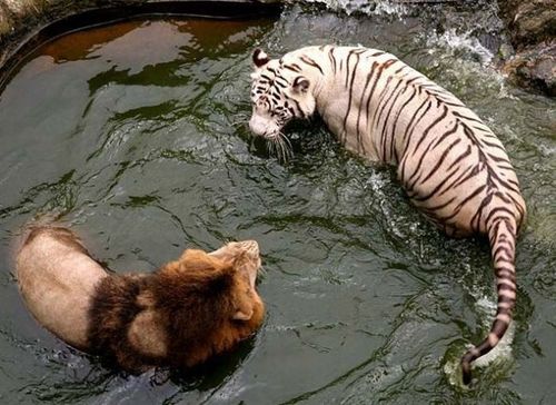 Tiger and Lion - two powerful cats in one enclosure. it seems in this picture their encircling each other. the tiger looks bigger than the lion on this picture.
