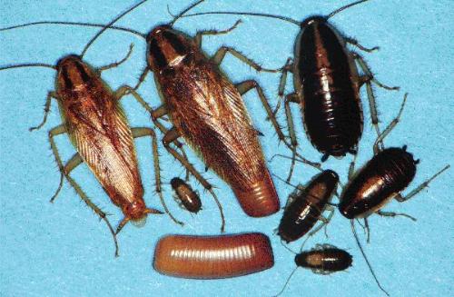 Cockroaches - one of the most despised insects that ever crawled in the planet. they carry a lot of germs and are pests especially inside the house.