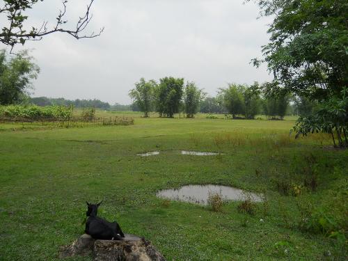 Paddy field - paddy field just in front of my home. i shall miss it.