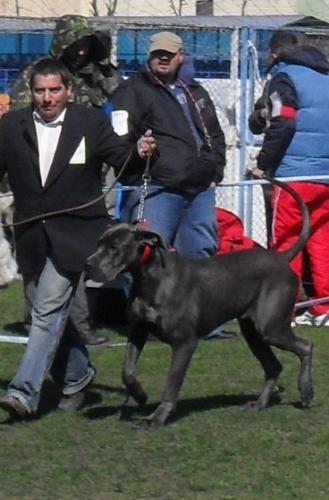 Great Dane - In the show ring at CAC Brasov 2011