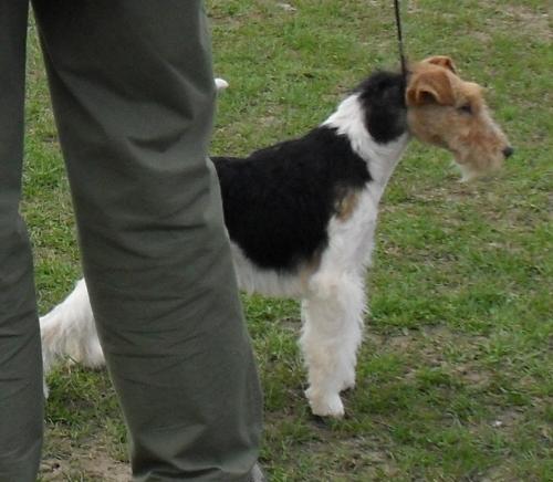 Fox Terrier - In the show ring at CAC Brasov 2011