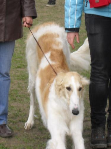 Borzoi - Waiting to enter In the show ring at CAC Brasov 2011