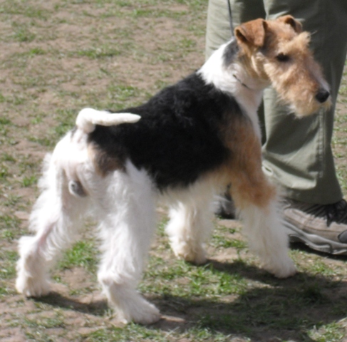 Fox Terrier - In the show ring at CAC Brasov 2011