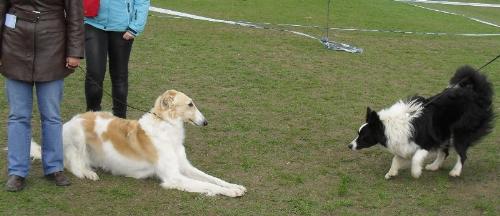An invitation to play - A Border Collie in love with the calm Borzoi made her an invitation to play