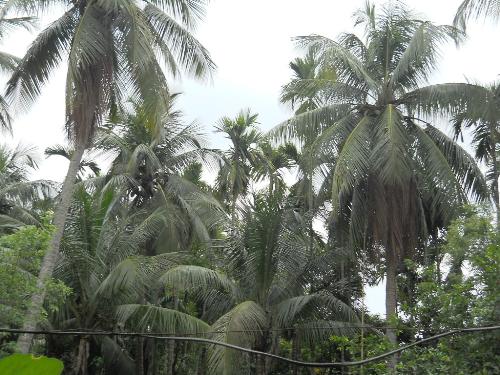 coconut trees - coconut trees in my campus... i am about to miss.