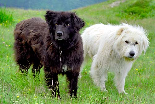Romanian shepherd Corb - A new Romanian breed, it has not been registered as an official FCI breed.